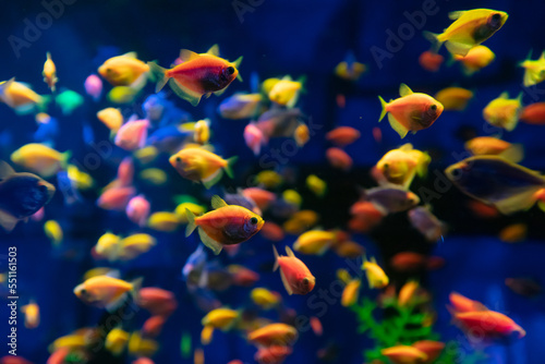 A lot of colorful fishes in aquarium for design purpose