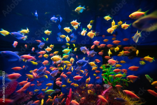 Photography A lot of colorful fishes in aquarium for design purpose