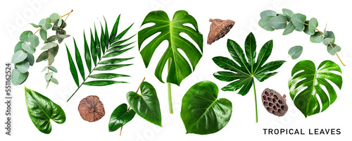 Fotografia Different tropical leaves set