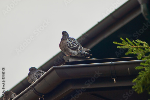 A sparrow sits on a parapet covered in dust.