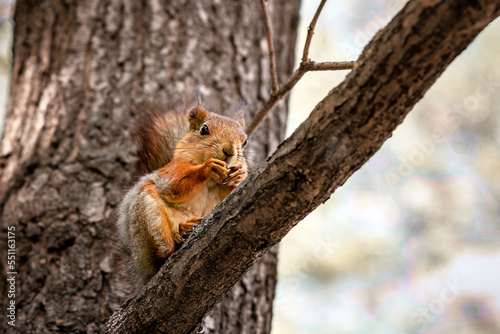 A red squirrel is sitting on a tree, on a tree. Skiurus. Rodent. © Светлана Качанова