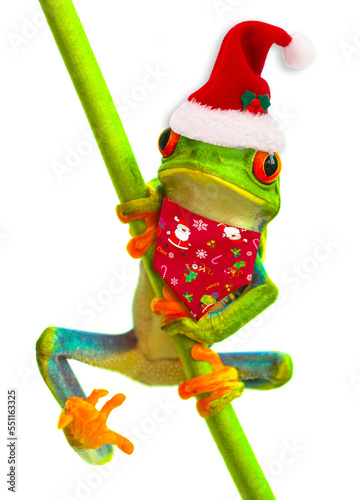 Red eyed tree christmas frog on isolated background