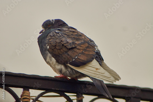 A sparrow sits on a parapet covered in dust.