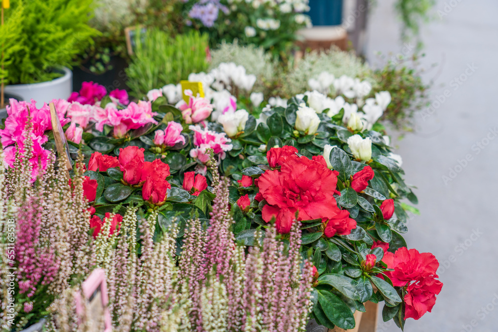 Fototapeta premium Fresh and colourful roses in full bloom