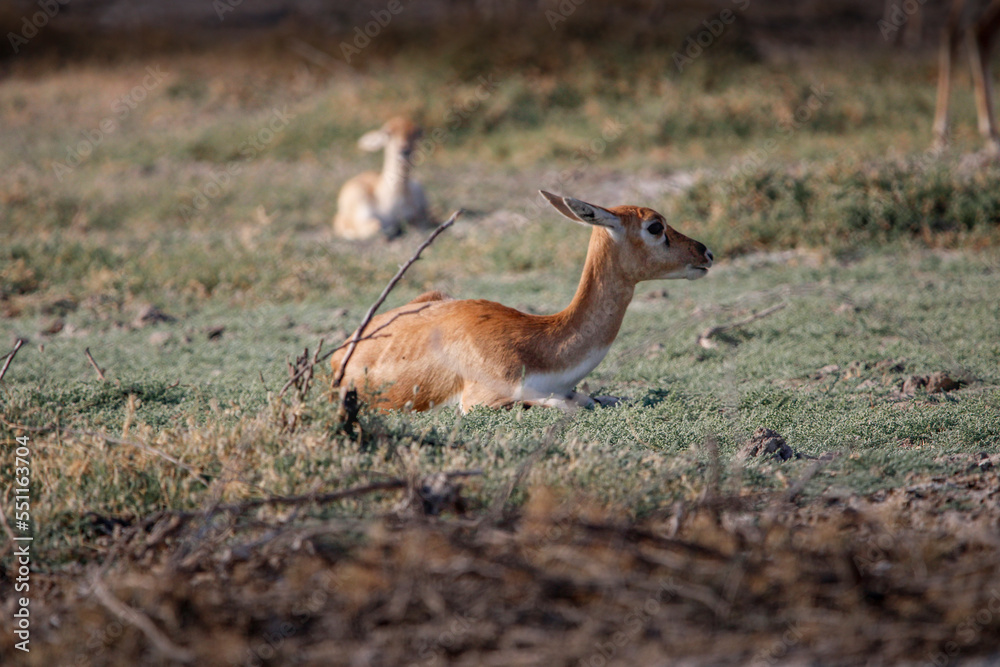 Fototapeta premium Endangered species Blackbuck in Bishnoi village forest reserve area. Beautiful male and female blackbuck captured with all movement in natural habitat. Rare animal portrait. Beautiful wall mounting.