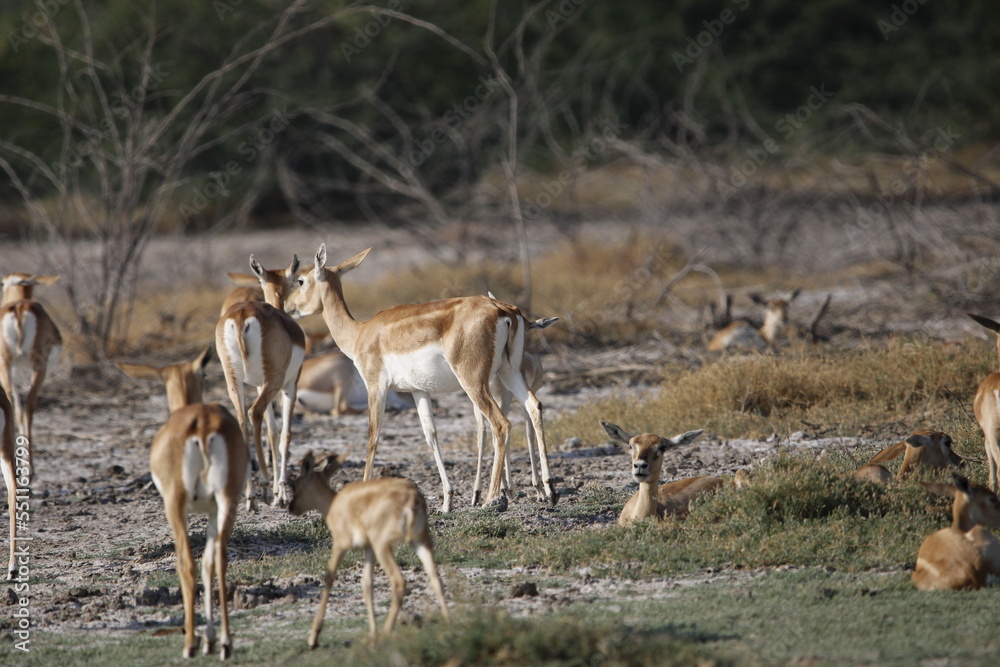 Endangered species Blackbuck in Bishnoi village forest reserve area. Beautiful male and female blackbuck captured with all movement in natural habitat. Rare animal portrait. Beautiful wall mounting.