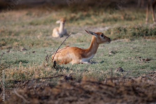 Endangered species Blackbuck in Bishnoi village forest reserve area. Beautiful male and female blackbuck captured with all movement in natural habitat. Rare animal portrait. Beautiful wall mounting.