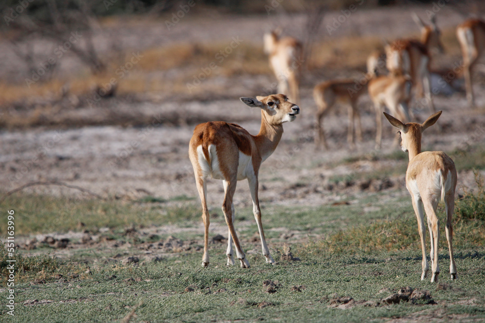 Endangered species Blackbuck in Bishnoi village forest reserve area. Beautiful male and female blackbuck captured with all movement in natural habitat. Rare animal portrait. Beautiful wall mounting. Endangered species Blackbuck in Bishnoi village forest reserve area. Beautiful male and female blackbuck captured with all movement in natural habitat. Rare animal portrait. Beautiful wall mounting.