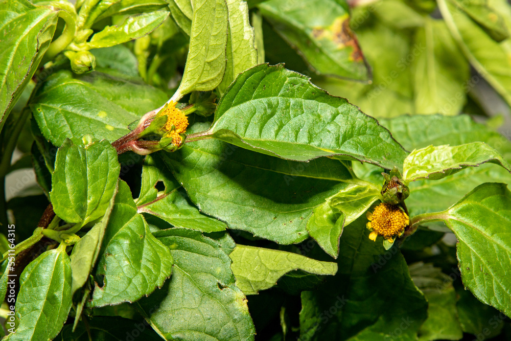 Exotic Amazonian plant known as Jambu (Acmella oleracea) in panoramic view. Herb that has the effect of numbing the mouth. Exotic Amazonian plant known as Jambu (Acmella oleracea) in panoramic view. Herb that has the effect of numbing the mouth.