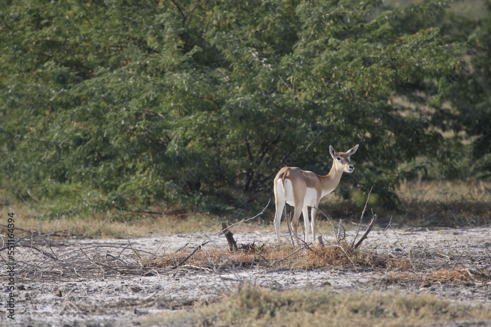 Fototapeta premium Endangered species Blackbuck in Bishnoi village forest reserve area. Beautiful male and female blackbuck captured with all movement in natural habitat. Rare animal portrait. Beautiful wall mounting.