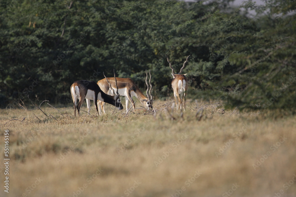 Naklejka premium Endangered species Blackbuck in Bishnoi village forest reserve area. Beautiful male and female blackbuck captured with all movement in natural habitat. Rare animal portrait. Beautiful wall mounting.