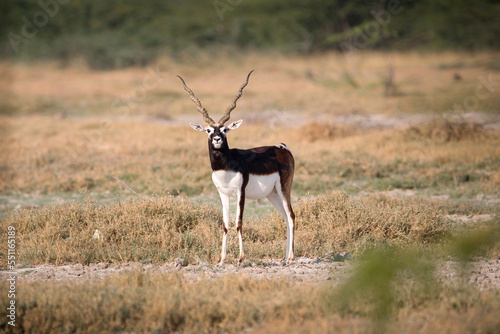 Endangered species Blackbuck in Bishnoi village forest reserve area. Beautiful male and female blackbuck captured with all movement in natural habitat. Rare animal portrait. Beautiful wall mounting. photo