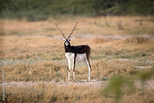 Endangered species Blackbuck in Bishnoi village forest reserve area. Beautiful male and female blackbuck captured with all movement in natural habitat. Rare animal portrait. Beautiful wall mounting.