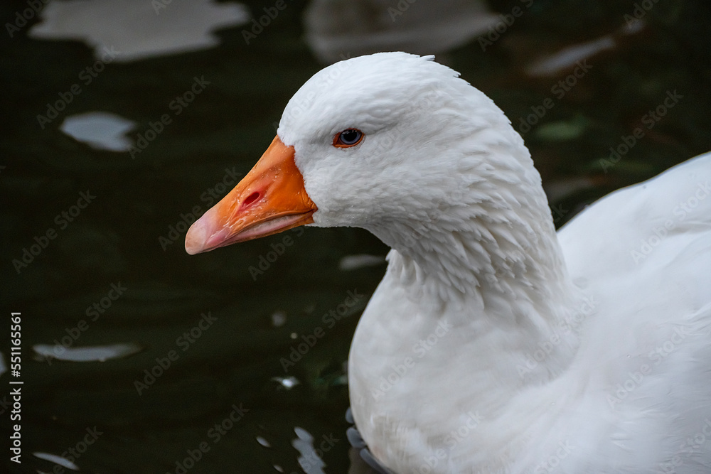 The goose swimming in the lake The goose swimming in the lake