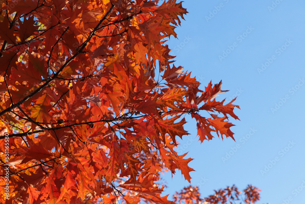 Beautiful trees with autumn leaves against sky on sunny day, low angle view Beautiful trees with autumn leaves against sky on sunny day, low angle view