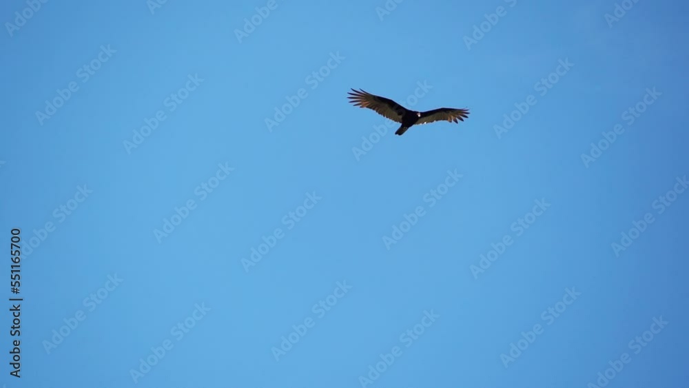 A Turkey vultures (Cathartes aura) flies over the Mayan ruin complex at Chichen Itza. Slow motion footage. A Turkey vultures (Cathartes aura) flies over the Mayan ruin complex at Chichen Itza. Slow motion footage.