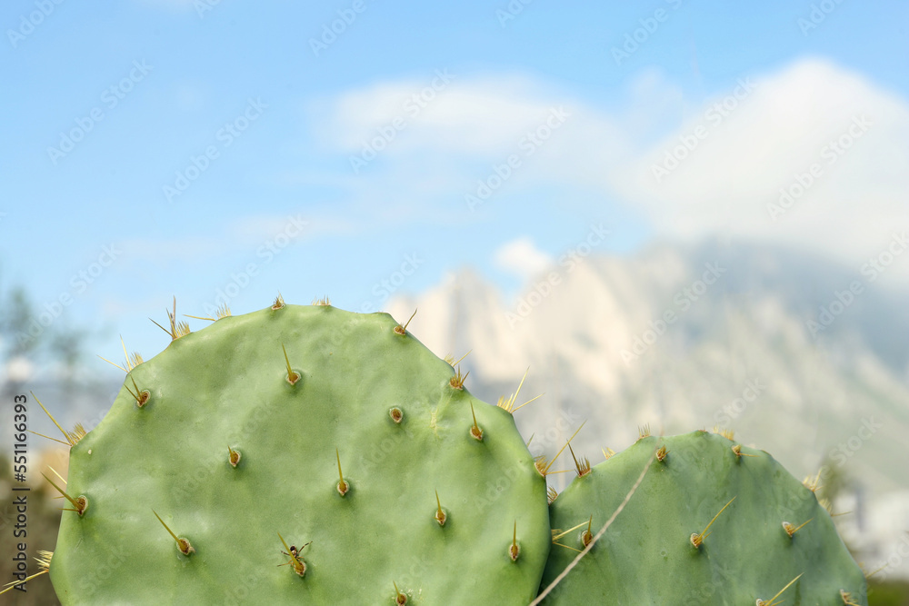 Beautiful cacti and mountains on background, closeup. Space for text Beautiful cacti and mountains on background, closeup. Space for text