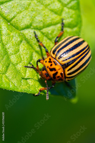 state potato beetle