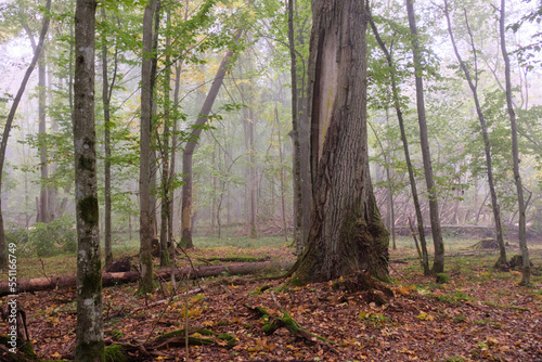 Misty morning in autumnal forest © Aleksander Bolbot
