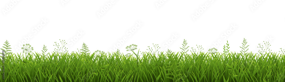 Obraz premium green grass isolated on white