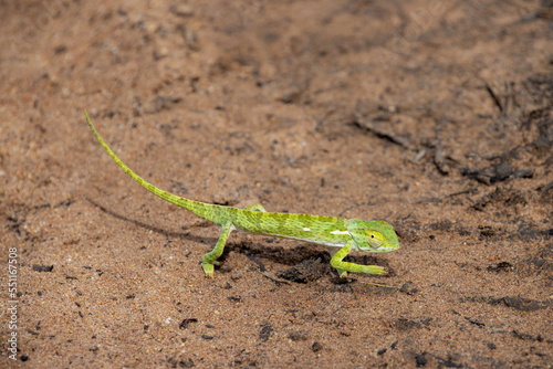 Green Chameleon
