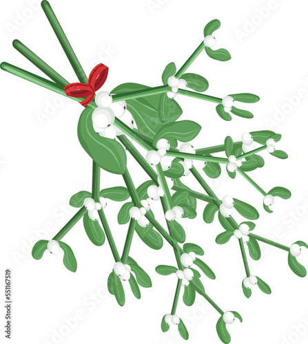 Mistletoe. Vector illustration of hanging fluffy mistletoe sprigs with berries and red bow isolated on white background for Christmas cards and decorative design.