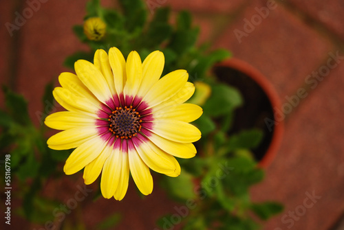 Osteospermum Cape Daisy Zanzibar Sunlight Purple Ring. Yellow African daisy with a purple center in a flowerpot. Flower known as daisybushes.