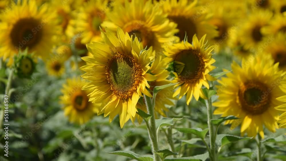 Natural background with sunflowers in the field Natural background with sunflowers in the field
