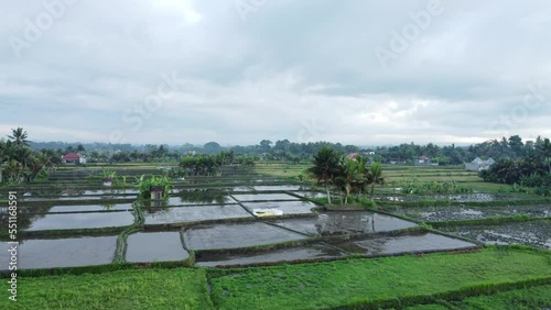 Rice fields in Bali