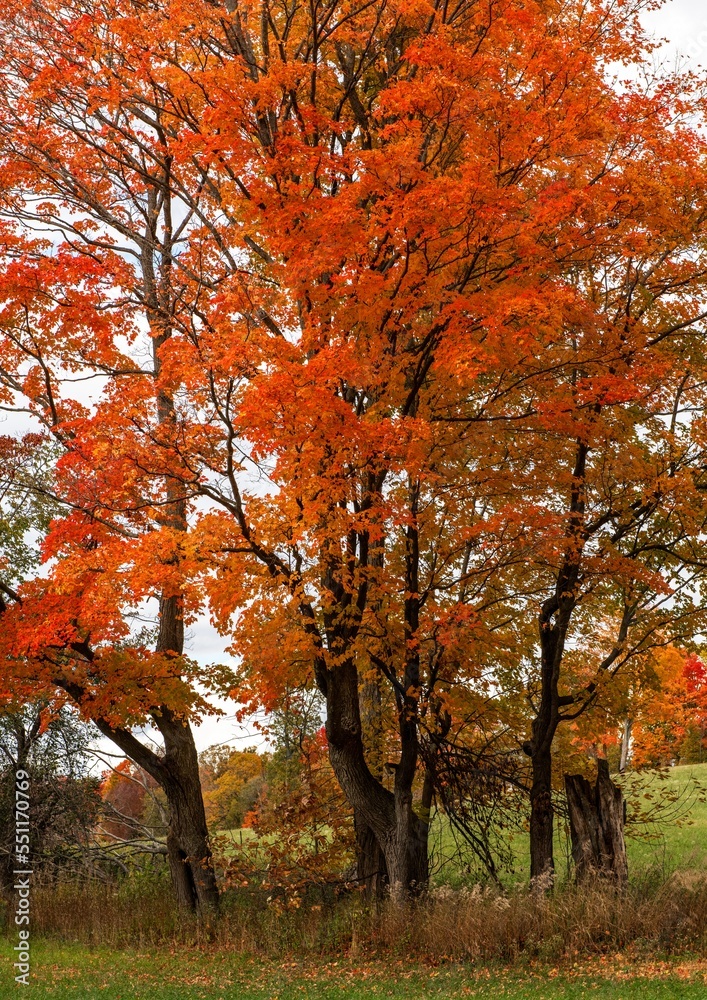 Maple trees in autumn colour