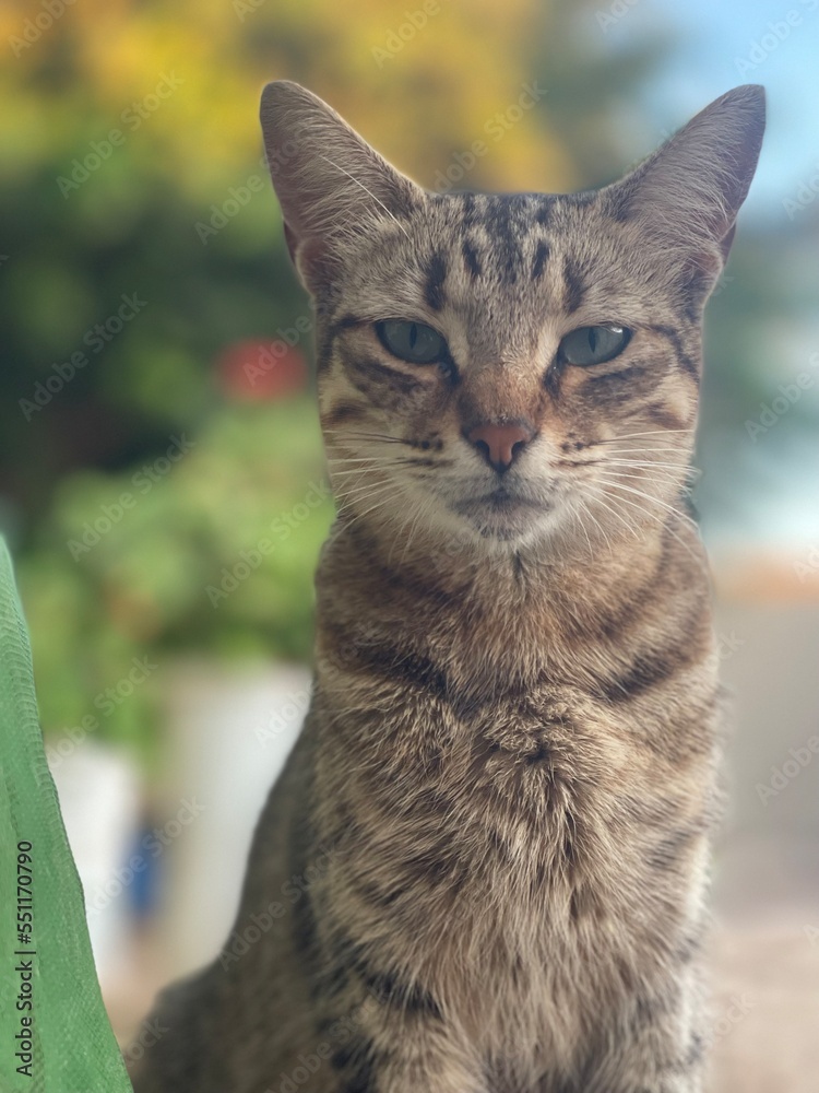My lovely cat tigers in dakhla city My lovely cat tigers in dakhla city