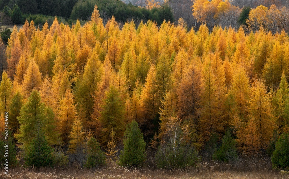 forest of yellow Tamarack trees