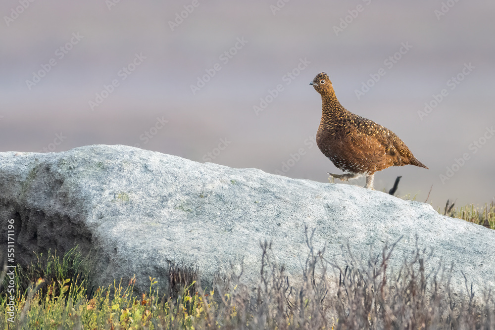 Female red grouse (Lagopus lagopus scotica) walking on a rock, Yorkshire Dales, UK
