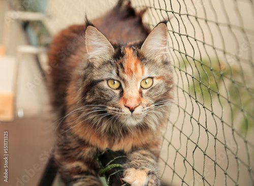 Maine coon cat on a balcony with protective net, pet safety. Animal care, Caring owner