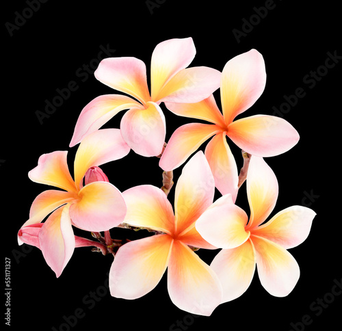 pink Plumeria, frangipani flowers on back background..