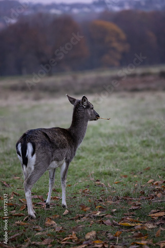 A female fallow deer with a stick in her mouth on a field in Germany in autumn © Julia