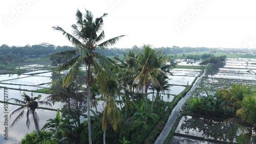 Rice fields in Bali