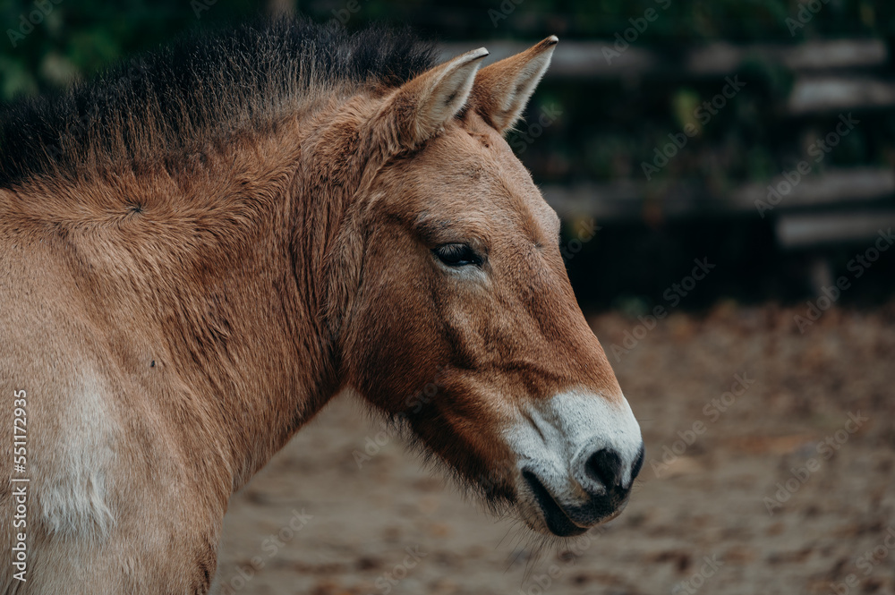 Przewalski-Pferd (Equus przewalskii), Portrait im Profil
