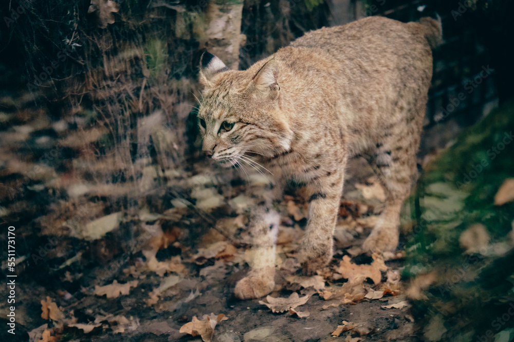 Fototapeta premium Tierportrait - Eurasischer Luchs (Lynx lynx) in einem Gehege im Herbst