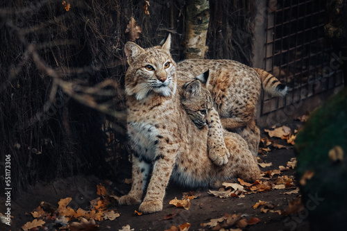 Tierportrait - Eurasischer Luchs (Lynx lynx) mit schmusendem Jungtier in einem Gehege im Herbst