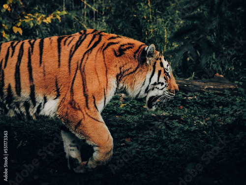 Portrait eines laufenden Sibirischen Tigers (Panthera tigris altaica) im moody forrest look photo