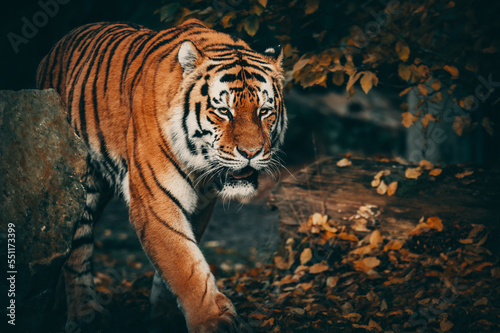 Portrait eines durch das Herbstlaub laufenden Sibirischen Tigers  Panthera tigris altaica  im moody forrest look