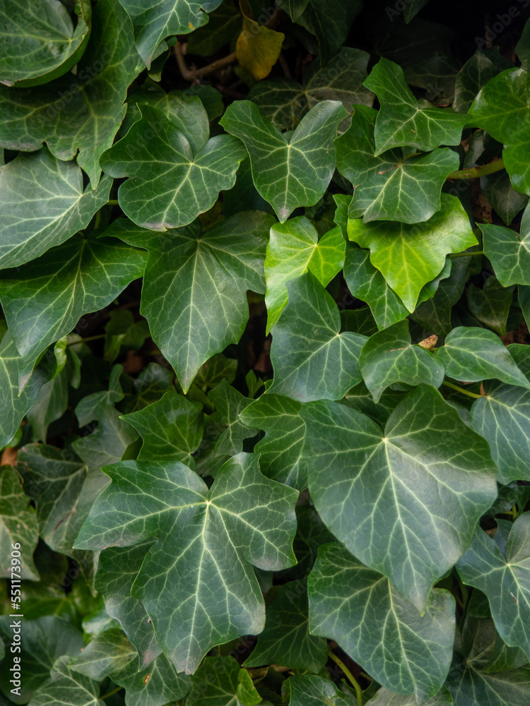 Ivy curls around a tree trunk. Bright green ivy leaves. Background from beautiful leaves. Leaves of an unusual shape. Ivy curls around a tree trunk. Bright green ivy leaves. Background from beautiful leaves. Leaves of an unusual shape.