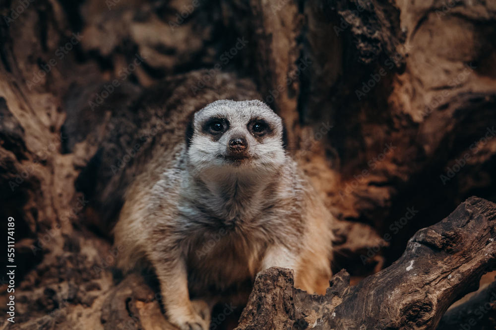 Fototapeta premium Portrait von einem Erdmännchen (Suricata suricatta)