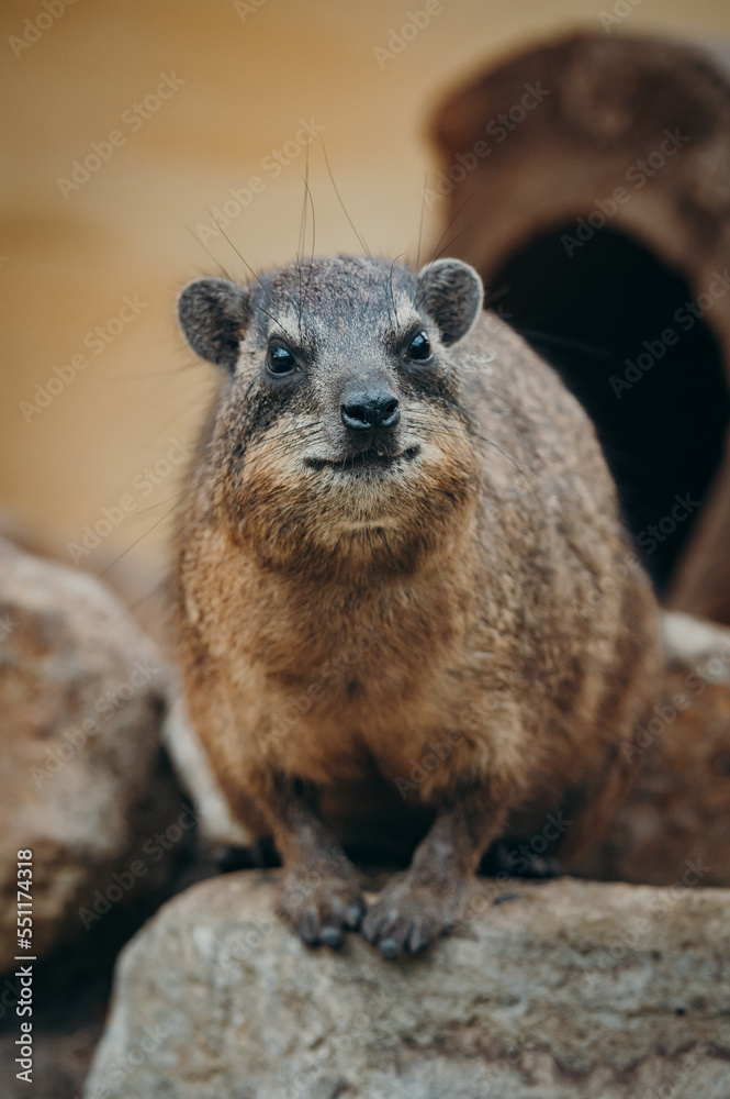 Naklejka premium Klippschliefer (Procavia capensis), Portrait