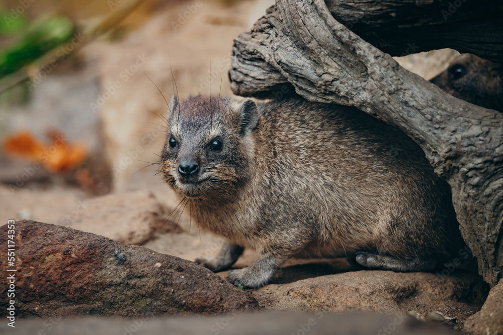Naklejka premium Klippschliefer (Procavia capensis), Portrait
