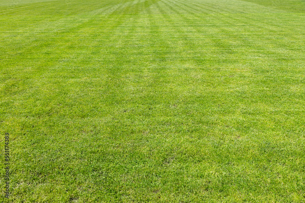 Grass background texture