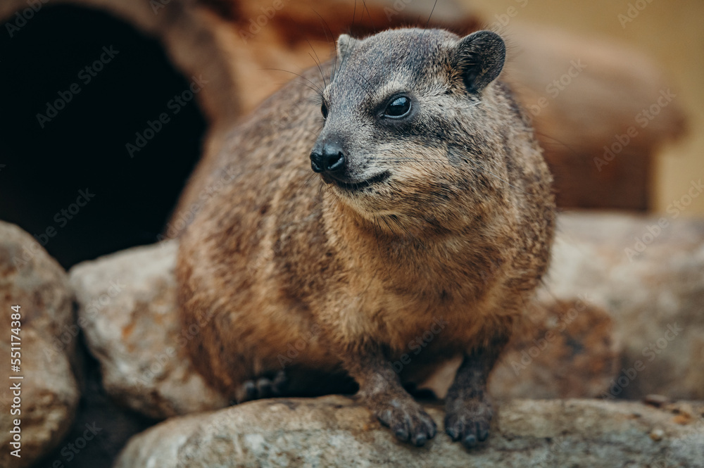 Naklejka premium Klippschliefer (Procavia capensis), Portrait