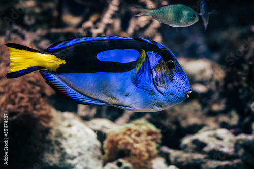 Paletten-Doktorfisch (Paracanthurus hepatus) in Seitenansicht in einem Aquarium photo