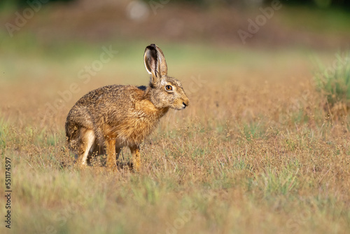 Cute european hare - Lepus europaeus Pallas - standing in grass with dark yellow background at Biebrza National Park. Copy space on right.